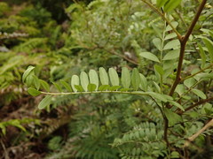 Sophora tetraptera