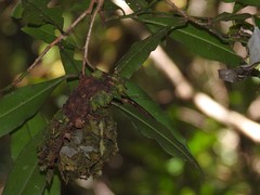 Calligaster himalayensis