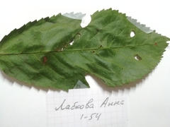 Myzus cerasi