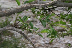 Salix appendiculata