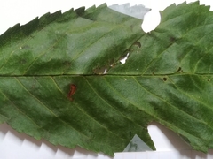 Myzus cerasi