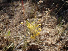 Allium flavum