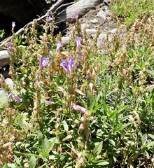 Penstemon fruticosus