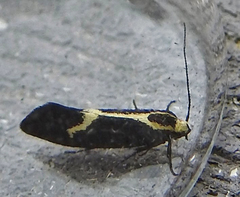 Polix coloradella