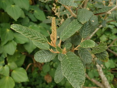 Pomaderris apetala maritima