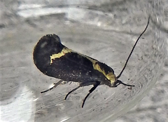 Polix coloradella