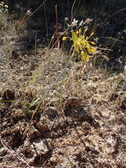 Allium flavum