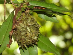 Calligaster himalayensis