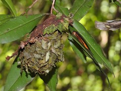 Calligaster himalayensis
