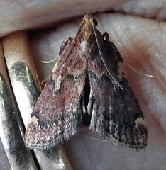 Hypsopygia intermedialis