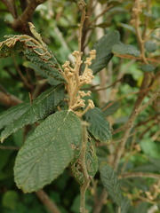 Pomaderris apetala maritima