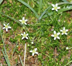 Moehringia ciliata