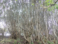 Pomaderris apetala maritima