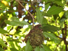 Calligaster himalayensis