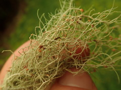 Biatoropsis usnearum
