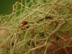 Biatoropsis usnearum