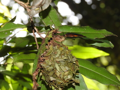 Calligaster himalayensis