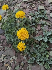 Jacobaea incana