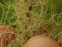 Biatoropsis usnearum