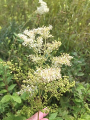 Filipendula ulmaria