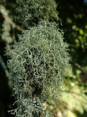 Ramalina peruviana