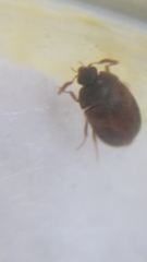 Attagenus