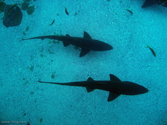 Carcharias taurus