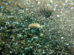 Sakuraeolis enosimensis