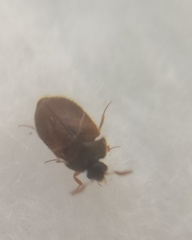 Attagenus