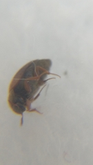 Attagenus