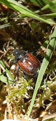 Hoplia philanthus