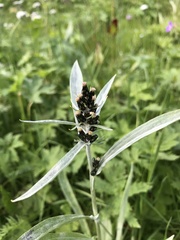 Omalotheca sylvatica