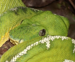 Corallus batesii