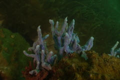 Callyspongia