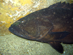Epinephelus daemelii