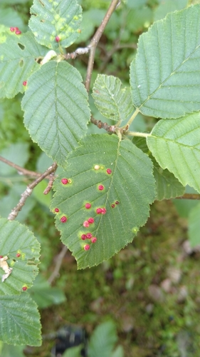 Eriophyes alniincanae
