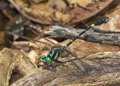 Lamelligomphus castor