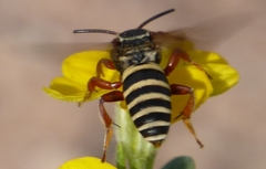 Triepeolus distinctus