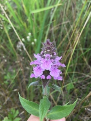 Stachys palustris