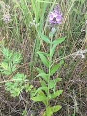 Stachys palustris