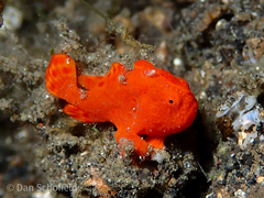 Painted Frogfish photo 5