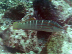 Coris dorsomacula