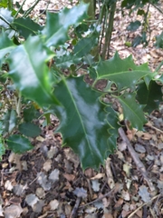 Ilex aquifolium