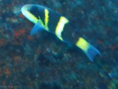 Thalassoma nigrofasciatum