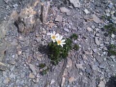 Anemonoides baldensis