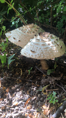 Chlorophyllum