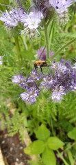Bombus pascuorum