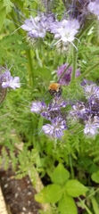 Bombus pascuorum