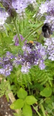 Bombus pascuorum