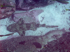 Orectolobus halei